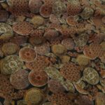 Žoržet antracitový s oranžovými talíři vlněný